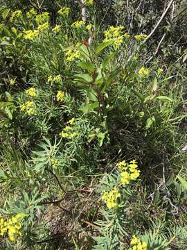 Слика од Euphorbia dendroides L.