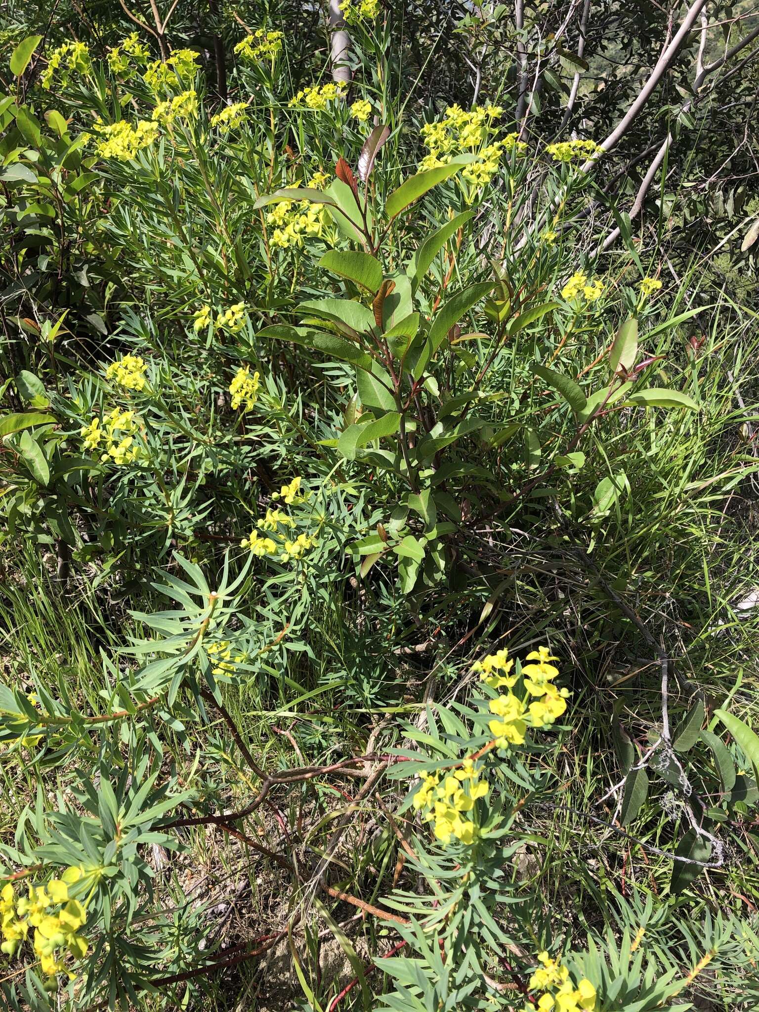 Слика од Euphorbia dendroides L.