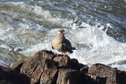 Image of Rock Pratincole