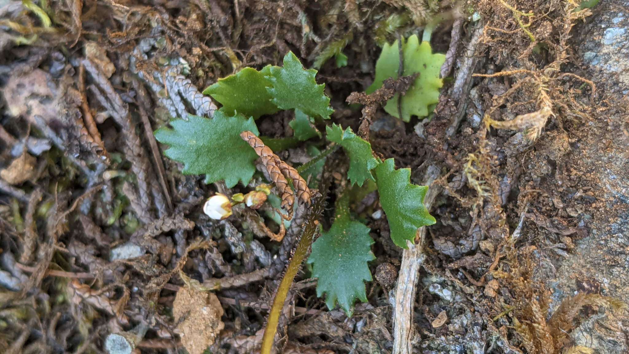 Image of Howell's Pseudosaxifrage