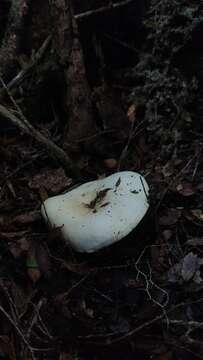 Image of Russula fuegiana Singer 1950