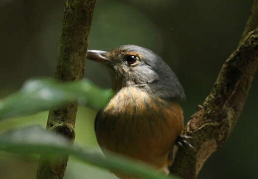 Image of Bower's Shrike-thrush