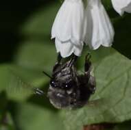 Слика од Anthophora edwardsii Cresson 1879