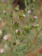 Lachnophyllum noeanum Boiss. resmi