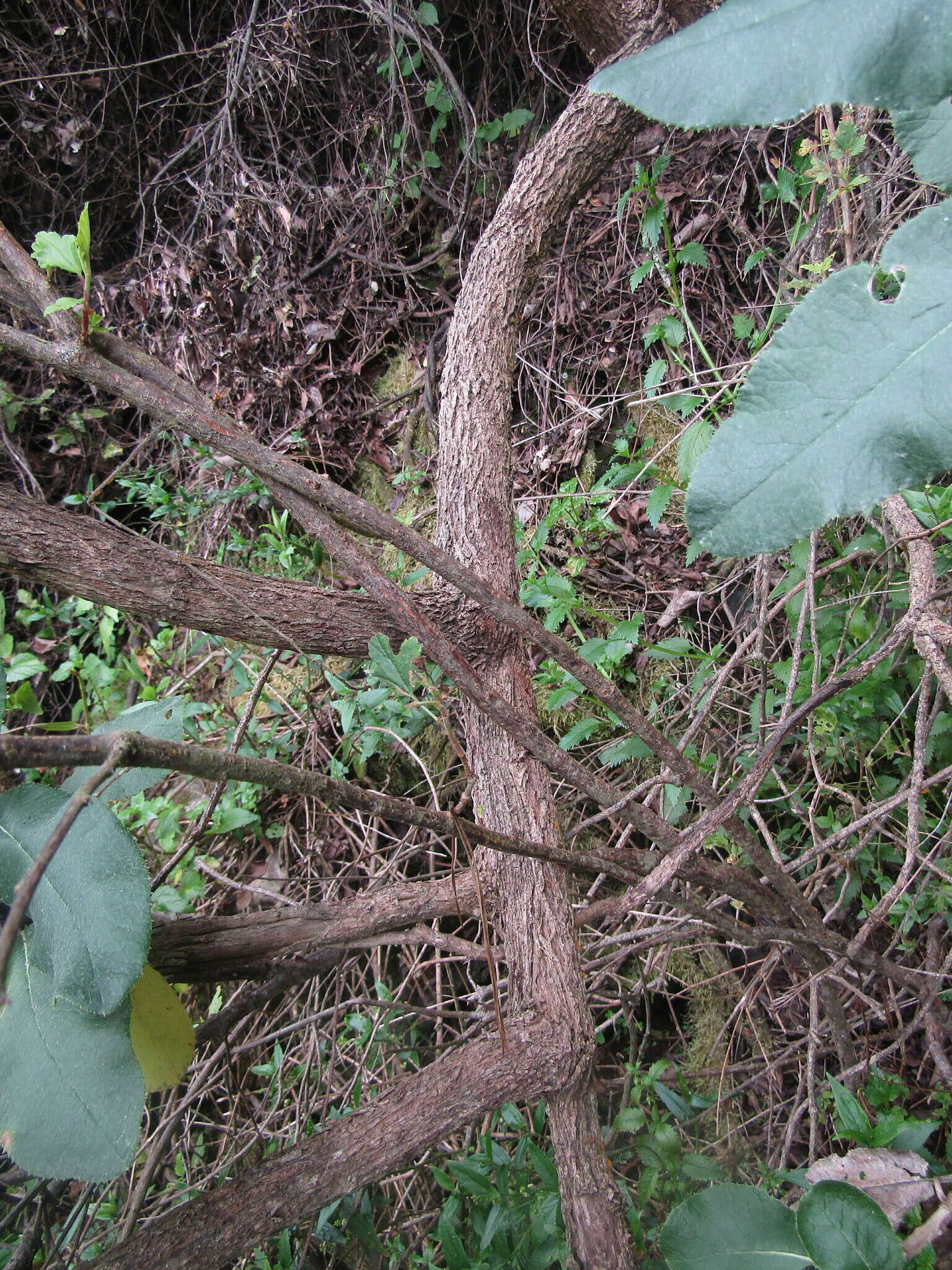 Plancia ëd Acrisione denticulata (Hook. & Arn.) B. Nord.