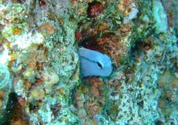 Image of Red Sea Mimic Blenny