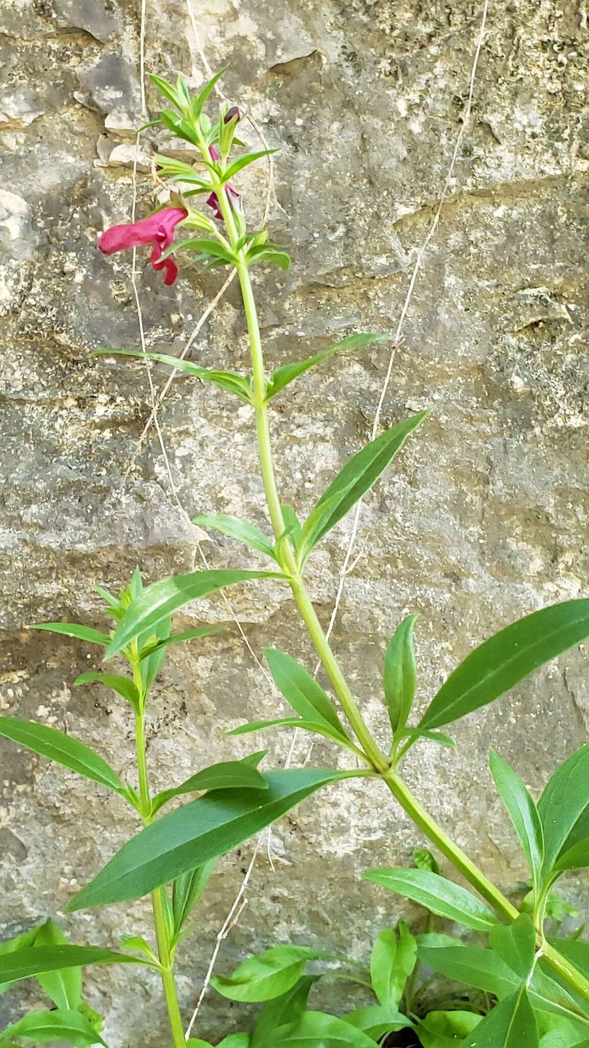 Image of Big Red Sage