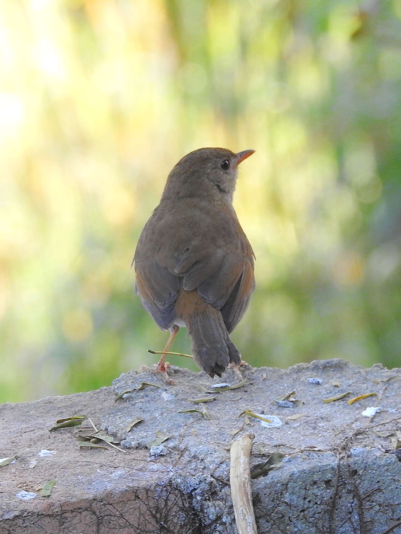 Image of Orange-billed Nightingale-Thrush