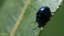 Image of willow leaf beetle