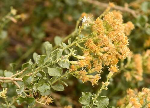 Image of cliff goldenbush