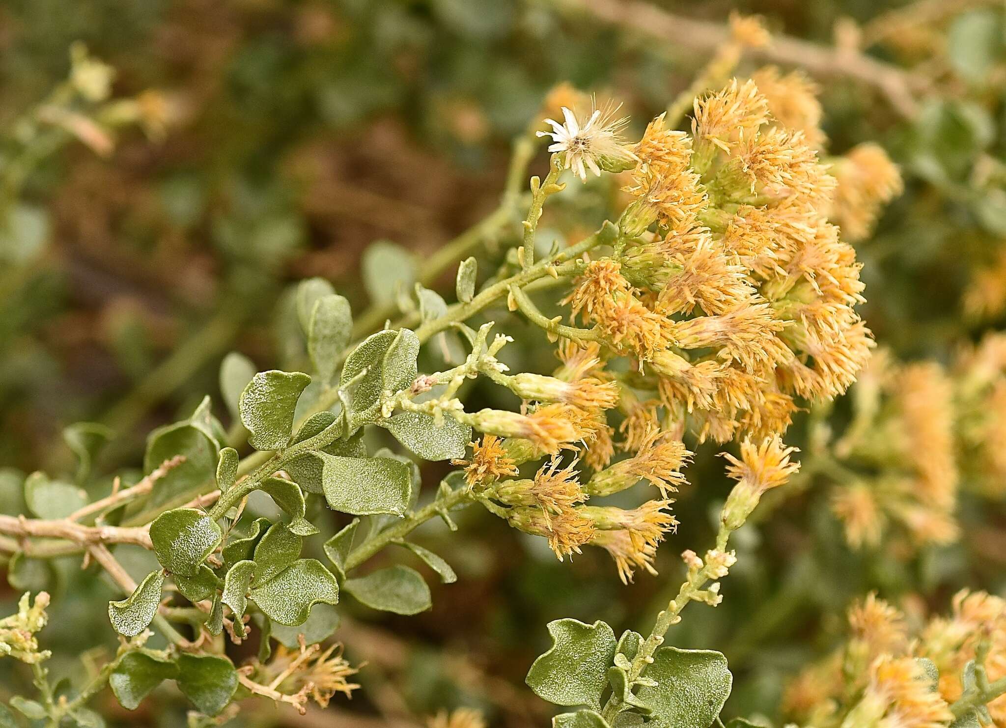 Image of cliff goldenbush