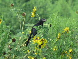 Sivun Crotophaga Linnaeus 1758 kuva