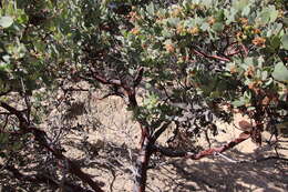 Image of Arctostaphylos glandulosa subsp. cushingiana (Eastw.) J. E. Keeley, M. C. Vasey & V. T. Parker