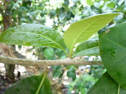 Imagem de Amphitecna latifolia (Mill.) A. H. Gentry