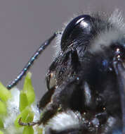 Image de Andrena cerasifolii Cockerell 1896