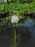 Image of Tropical Pickerelweed