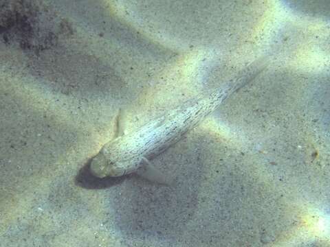 Image of Ornate goby