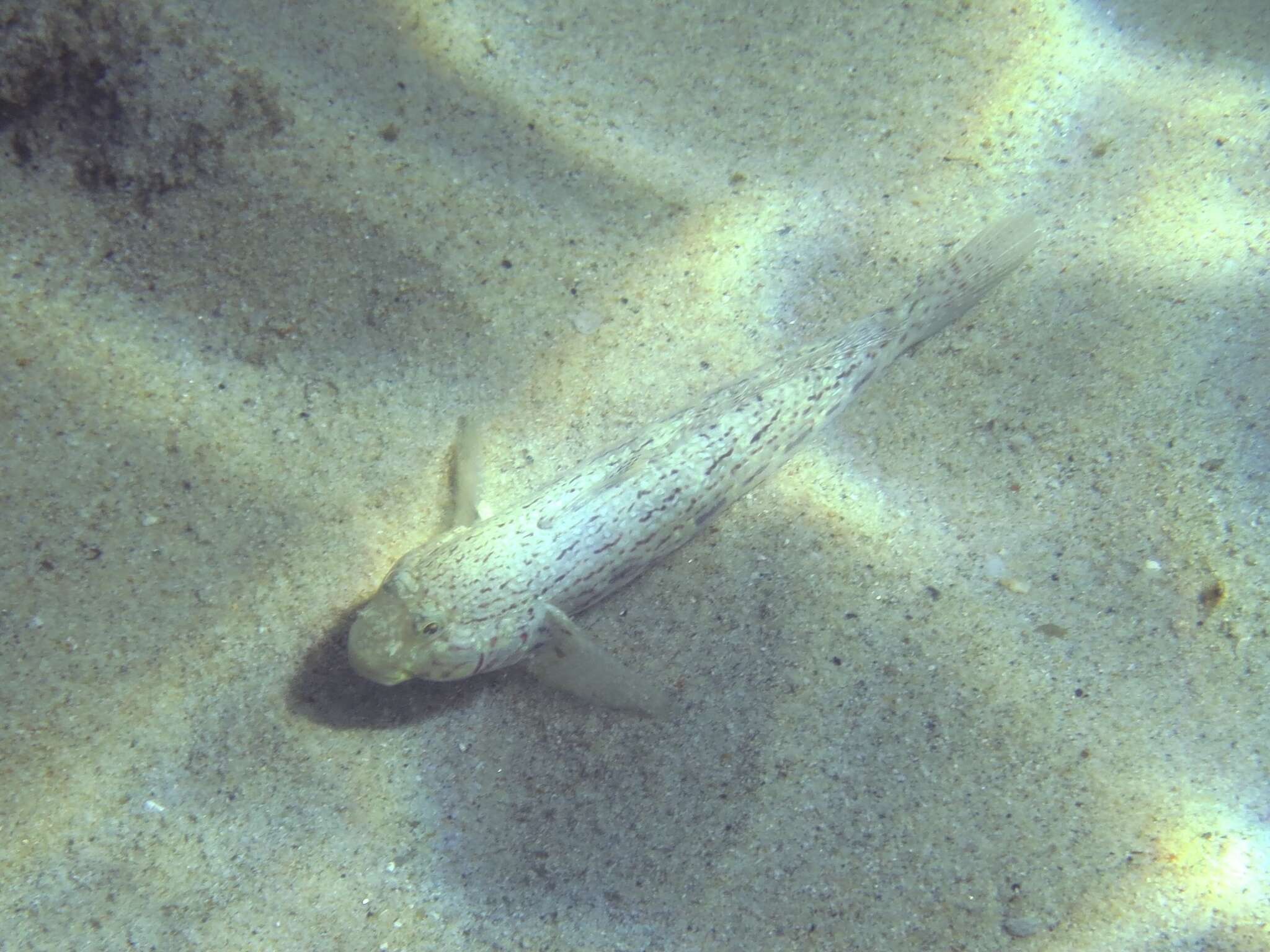 صورة Istigobius ornatus (Rüppell 1830)