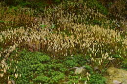 Image of Pogonatum inflexum Sande Lacoste 1869