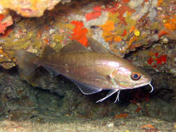 Image of Capelin