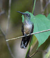 Image of Phaeochroa Gould 1861