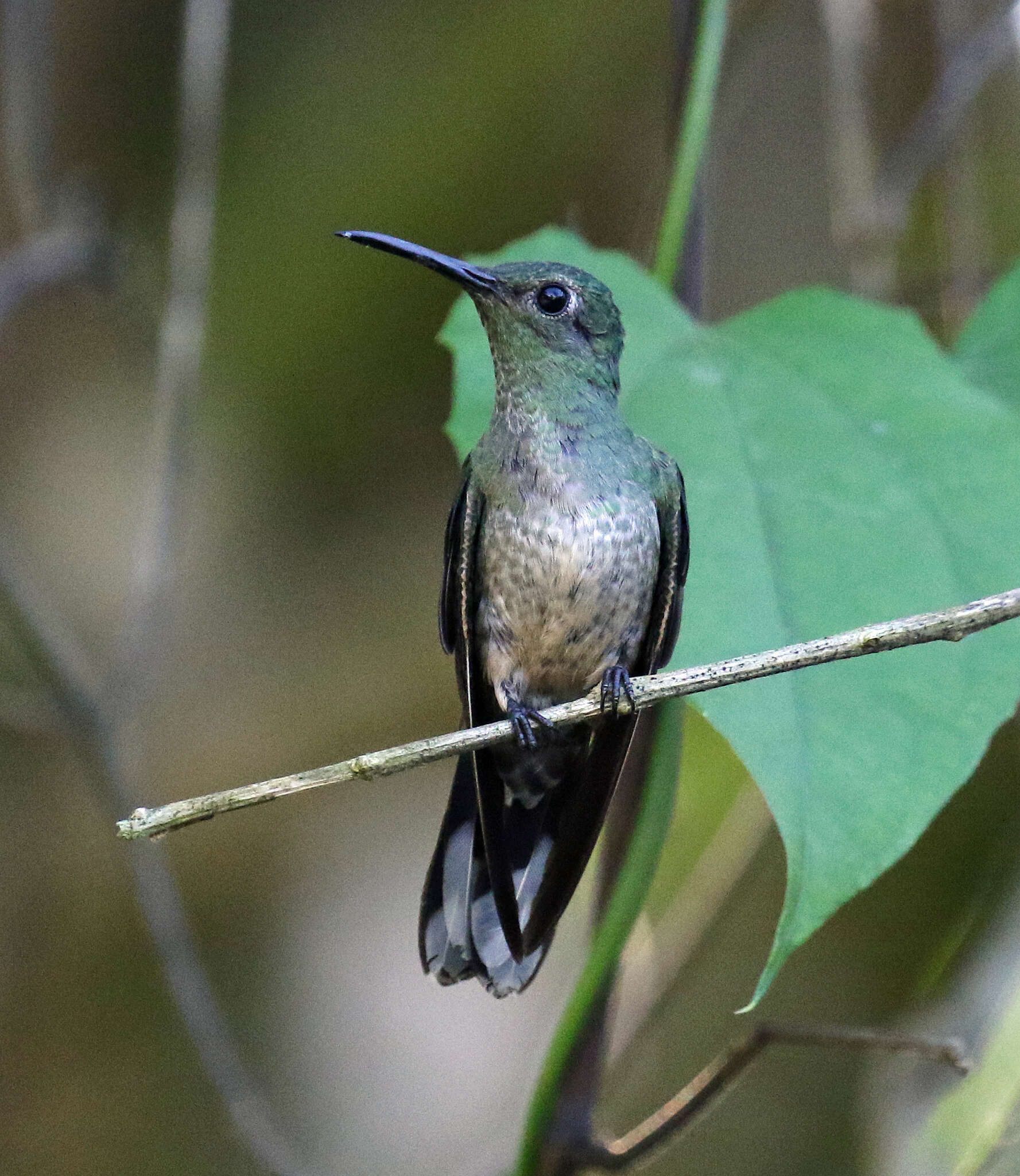 Image of Phaeochroa Gould 1861