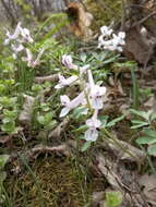 Image de Corydalis tarkiensis Prokh.