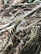 Image of Two-lined Fathead Anole