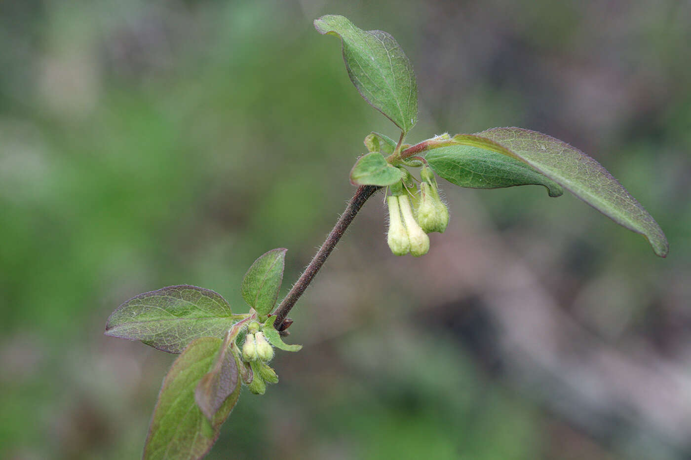 Imagem de Lonicera caerulea subsp. pallasii (Ledeb.) Browicz