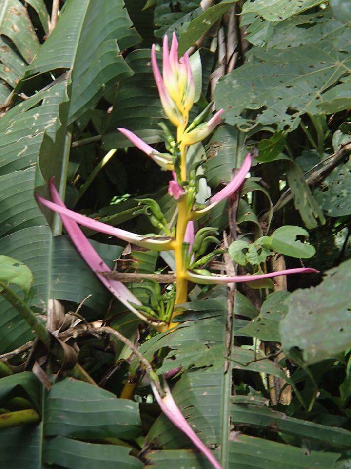 Image of Heliconia aemygdiana Burle-Marx