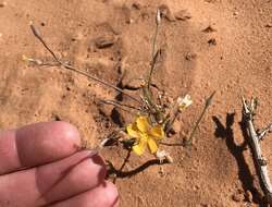 Linum aristatum Engelm. resmi