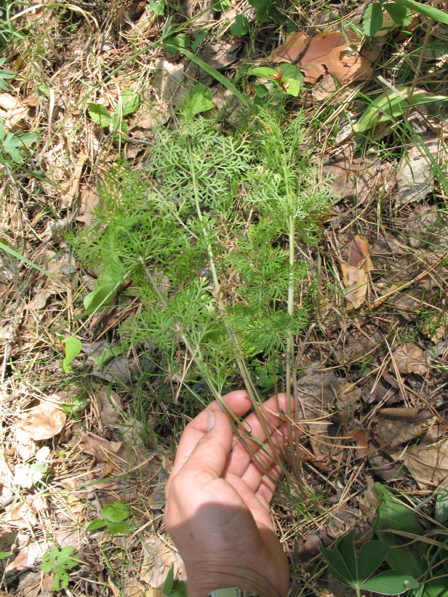 Image of Aulacospermum multifidum (Sm.) Woronow