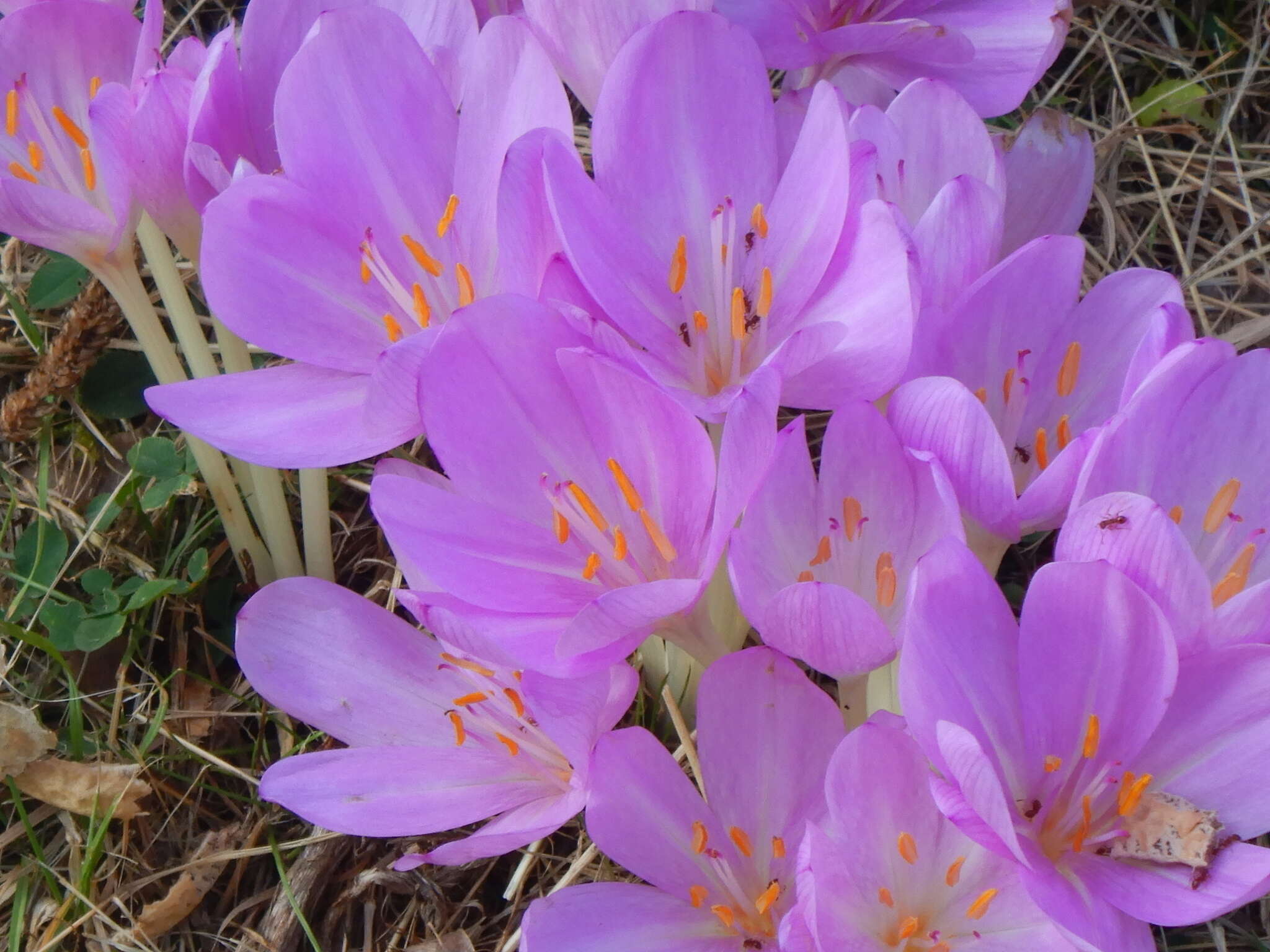 Image of Colchicum byzantinum Ker Gawl.