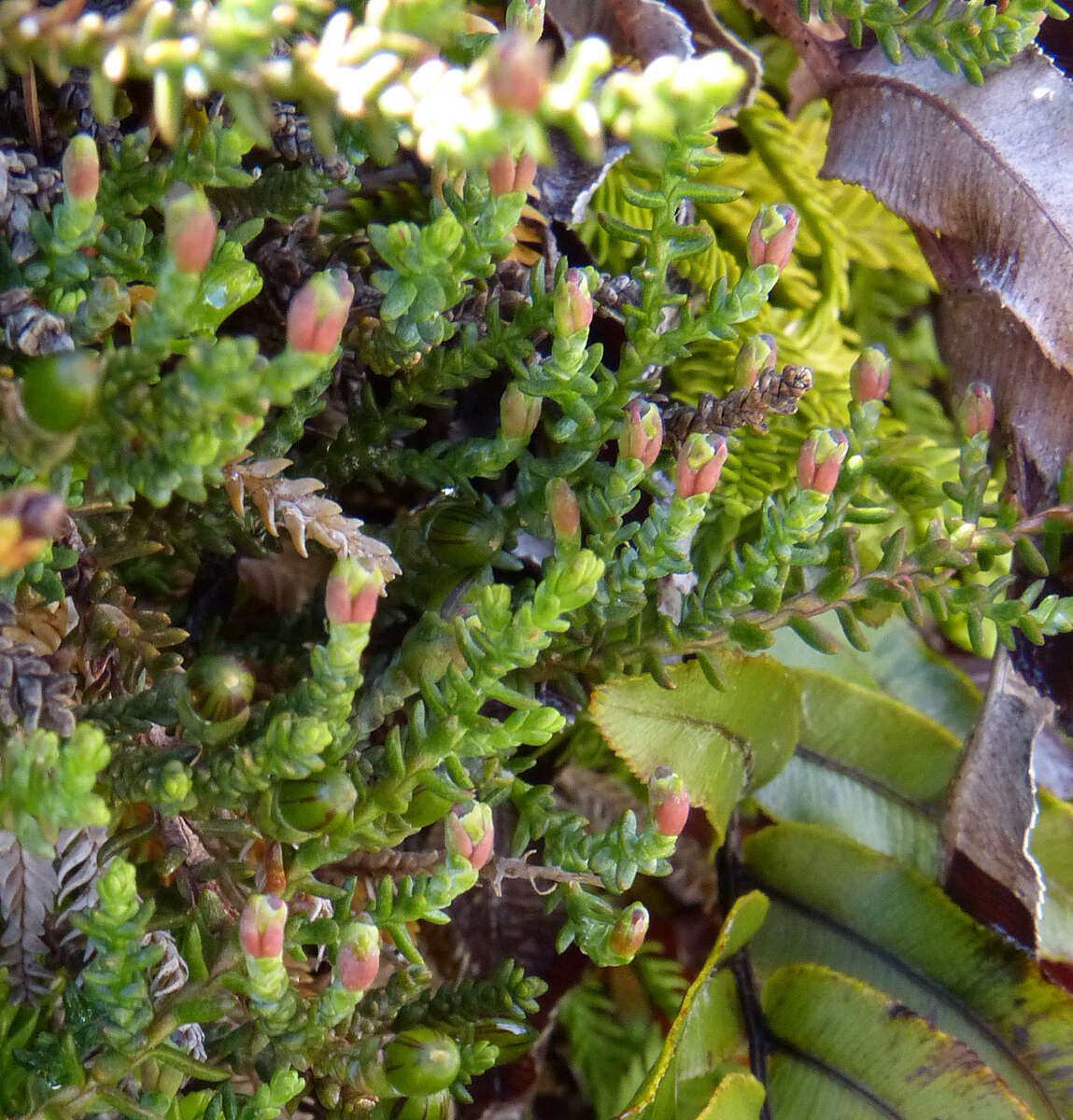 Imagem de Lepidothamnus laxifolius (Hook. fil.) Quinn