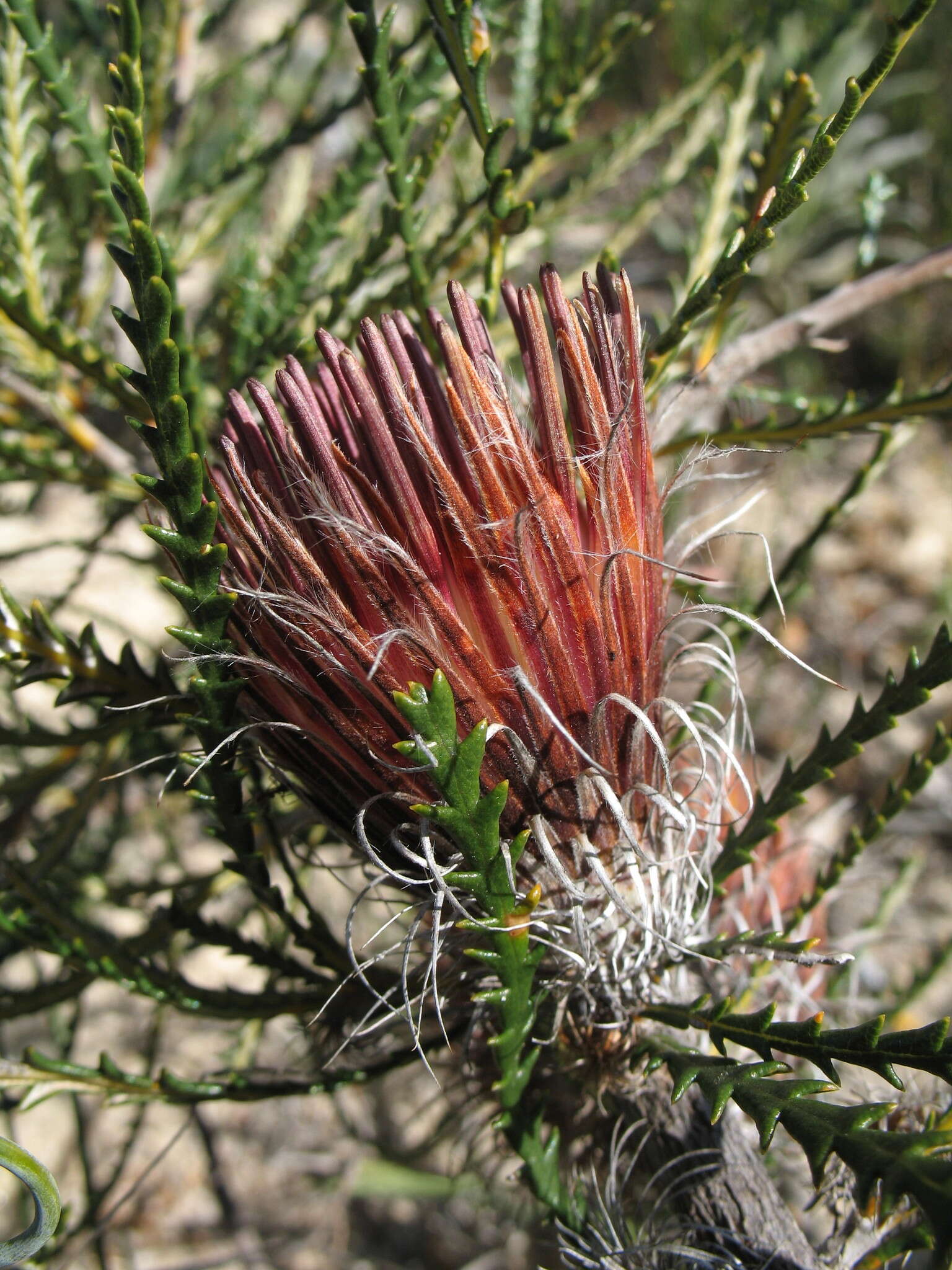 Imagem de Banksia shuttleworthiana (Meissn.) A. R. Mast & K. R. Thiele