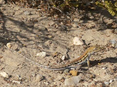 Imagem de Ctenophorus maculatus (Gray 1831)