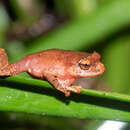 Diasporus ventrimaculatus Chaves, García-Rodríguez, Mora & Leal 2009 resmi