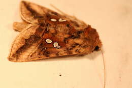 Image of Two-spotted Looper Moth, Twin Gold Spot