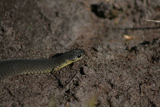 Image of Little Brown Snake