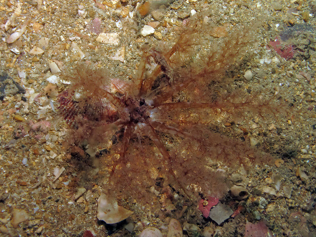 Image of gravel sea cucumber