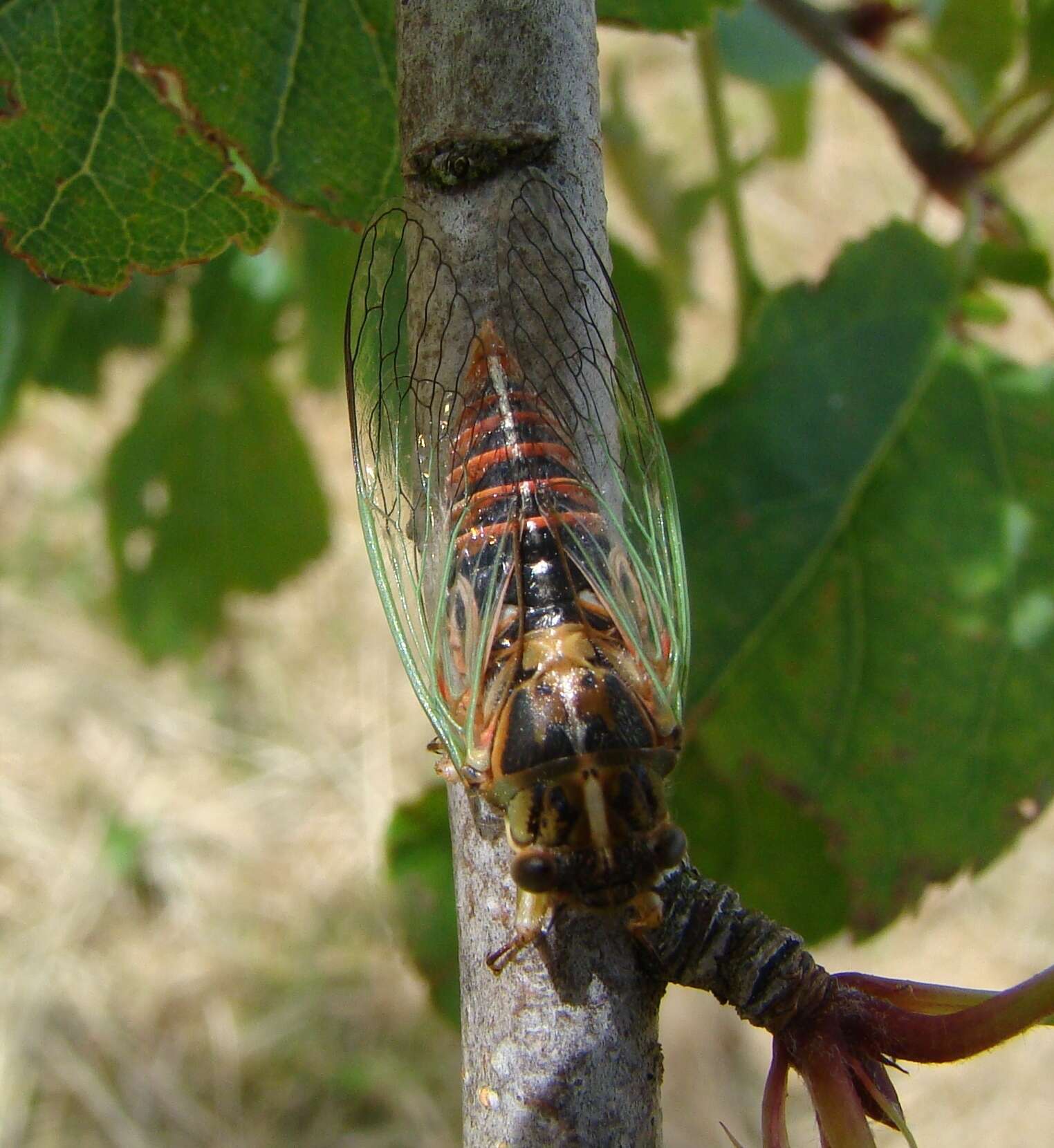 Image of blood redtail cicada