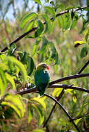 Image of Fischer's Lovebird