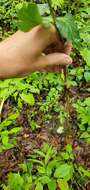 Image of Small's blacksnakeroot