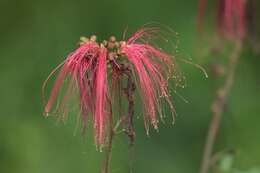 Image of Calliandra houstoniana var. anomala (Kunth) Barneby