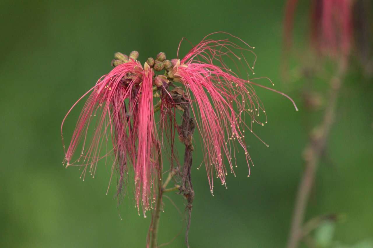 Image of Calliandra houstoniana var. anomala (Kunth) Barneby