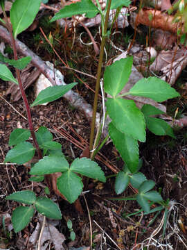 Image of Meadow Alexanders