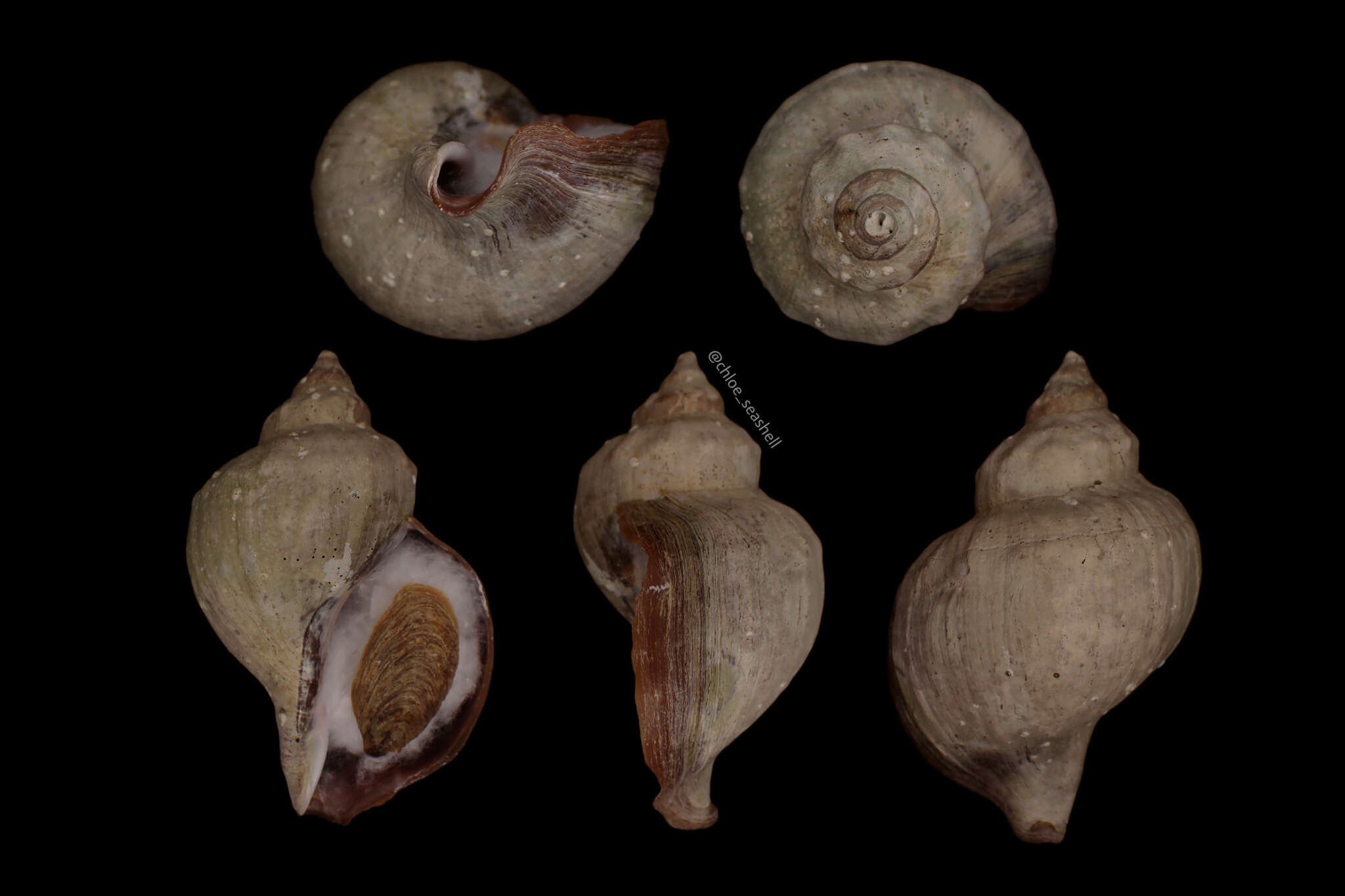 Neptunea arthritica (Valenciennes 1858) resmi