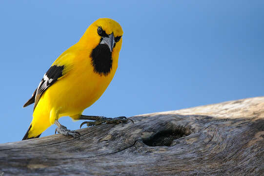 Imagem de Icterus nigrogularis curasoensis Ridgway 1884