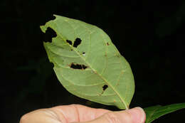 Image de Banisteriopsis caapi (Spruce ex Griseb.) Morton