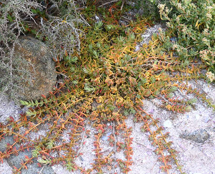 Image of Mesembryanthemum pallens subsp. pallens